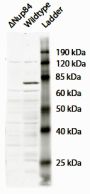 Anti-NUP84 antibody (N-Term) (STJ72476)