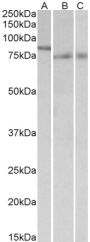 Anti-IRF2BP1 antibody (461-474) (STJ72491)