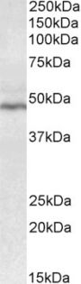 Anti-CD28 antibody (Internal) (STJ72503)