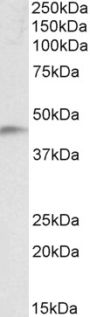 Anti-NDRG2 antibody (N-Term) (STJ72526)
