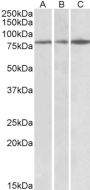 Anti-PAPD5 antibody (78-90) (STJ72555)