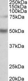 Anti-ULK3 antibody (445-458) (STJ72686)
