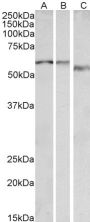 Anti-ADRA1B antibody (Internal) (STJ72936)