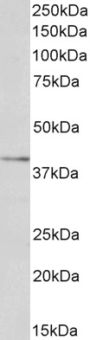 Anti-ORL1/LOX1/LOXIN antibody (N-Term) (STJ73334)