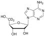 Adenosine-5',5''-d2