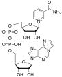Nicotinamide 1,N6-Ethenoadenine Dinucleotide