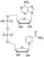 beta-Nicotinamide Adenine Dinucleotide