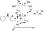 Phalloidine (>80%)