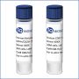Human Treg Suppression Assay Kit w/ CD8 T Cells