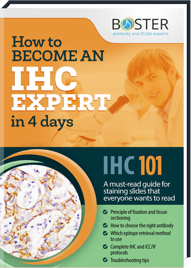 Erhalten dein kostenloses Handbuch über die IHC-Methode