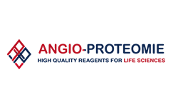 Angio-Proteomie