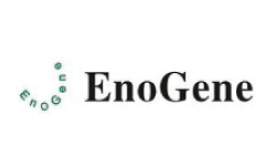 EnoGene