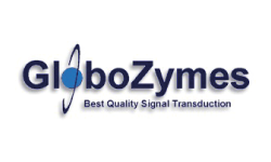 Globozymes