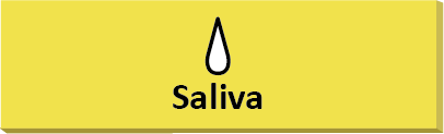 Saliva