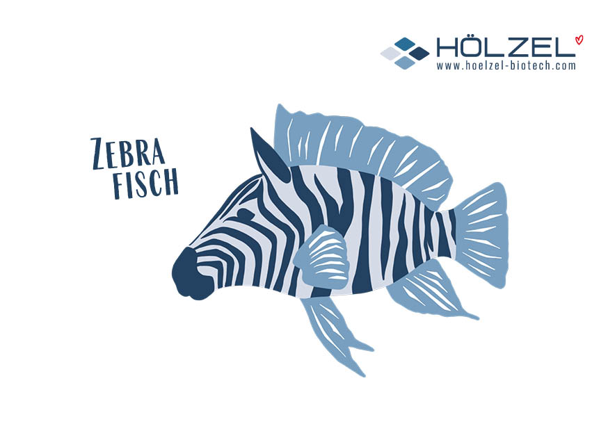 Zebrafisch Postcard request