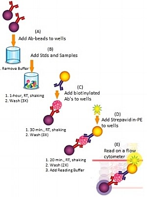 Prozessbeschreibung eines Multiplex-Assays von AimPlex