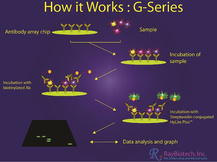 Simultaneous detection of different cytokines with a Sandwich-ELISA"