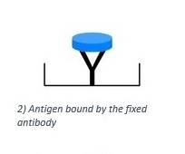 The fixed antibody binds an antigen from the sample