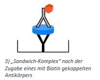 Durch zugabe eines polyklonalen Antikörpers ensteht ein "Sandwich-Komplex"