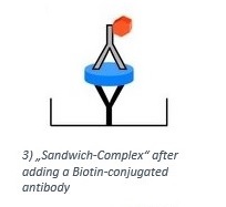 The addition of a polyclonal antibody results in a "sandwich-complex"