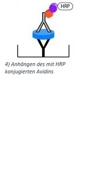 Durch Avidin kann das Enzym HRP als Farbgeber an den "Sandwich-Komplex" gebunden werden