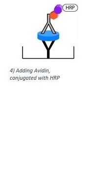 Avidin allows the enzyme HRP to be bound to the "sandwich complex" as a color agent