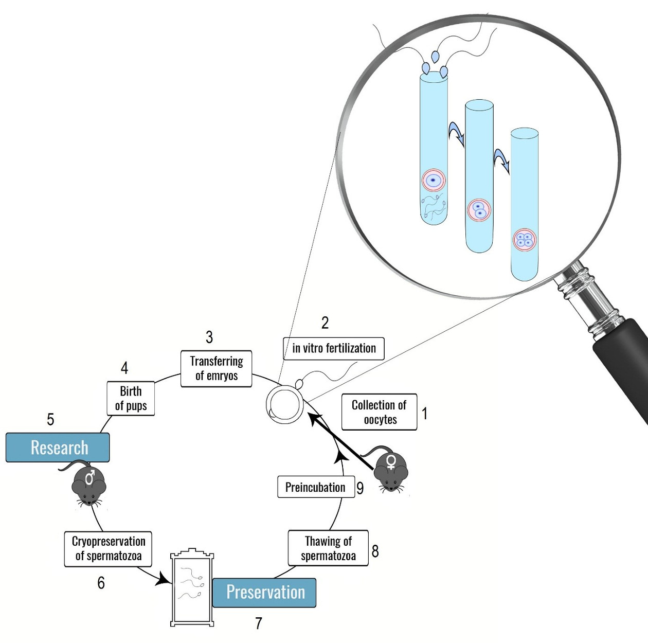 Mouse in-vitro fertilization