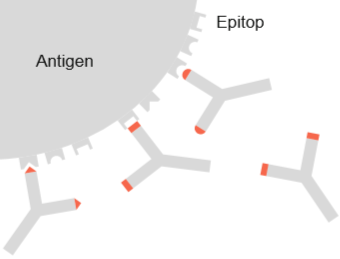 Antigen-Antikörper-Komplex