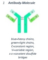 Description of an antibody-molecule