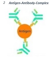 Antibodies can bind small molecular structures at the surface of antigens