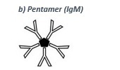 A pentamer ist the forst antibody produced after an infection.