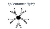 A pentamer ist the forst antibody produced after an infection.