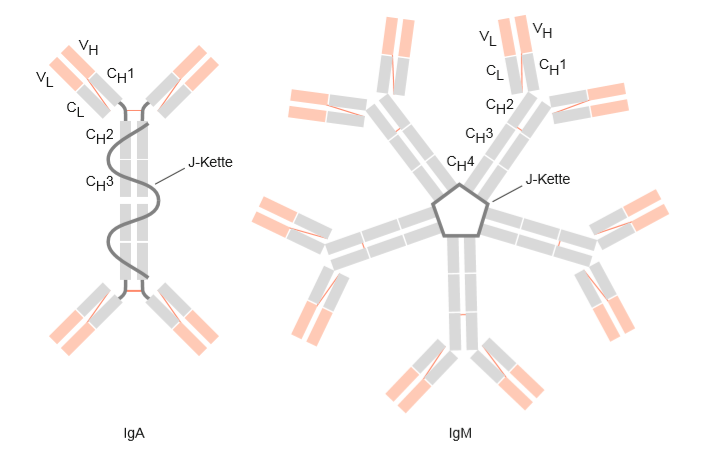 Struktureller Aufbau der Immunglobulinklassen IgA und IgM