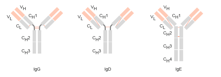 Struktureller Aufbau der Immunglobulinklassen IgG, IgD und IgE