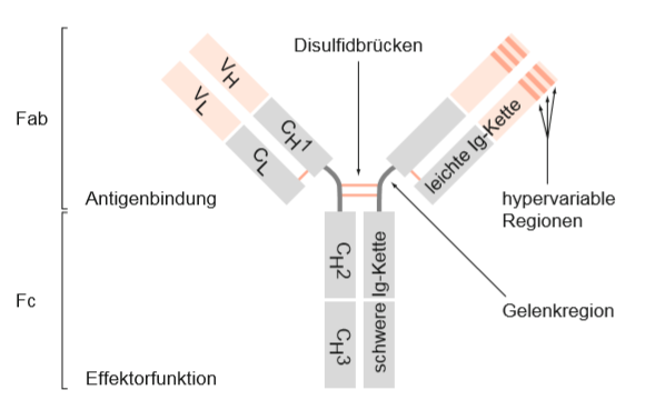 Struktur eines Antikörpers