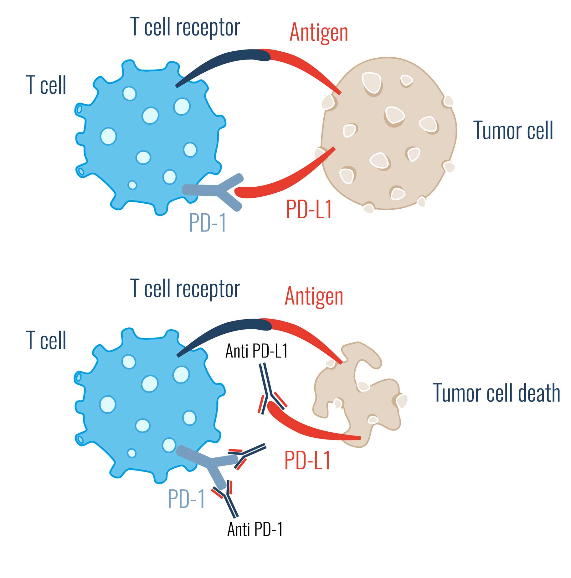 Immune Checkpoint Scheme