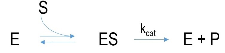 Schematischer Mechanismus einer enzymkatalysierten Reaktion ohne Inhibitor.