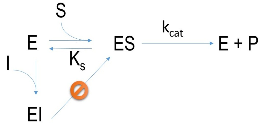 Schematischer Mechanismus einer irreversiblen Hemmung.