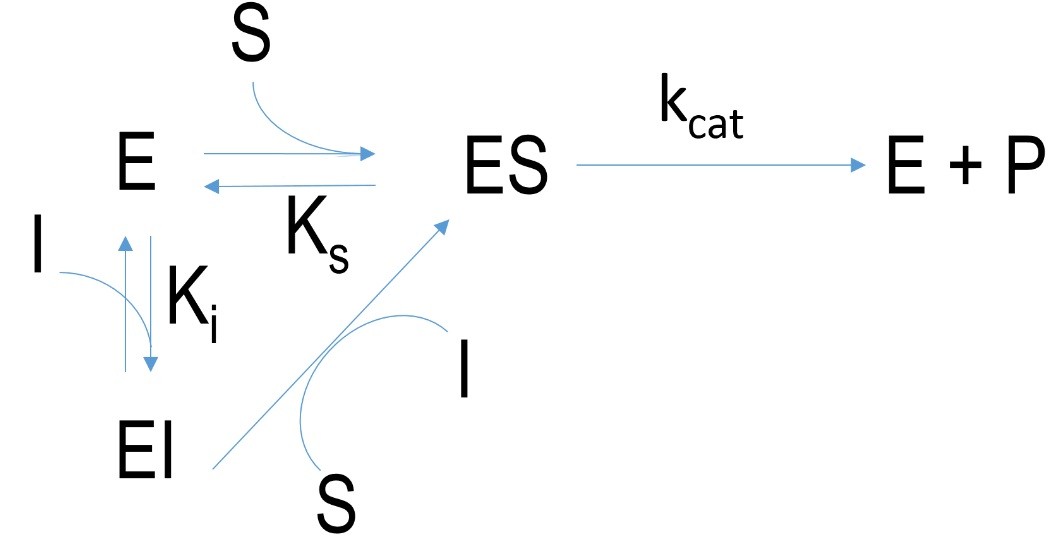 Schematic mechanism of a competitive inhibition.