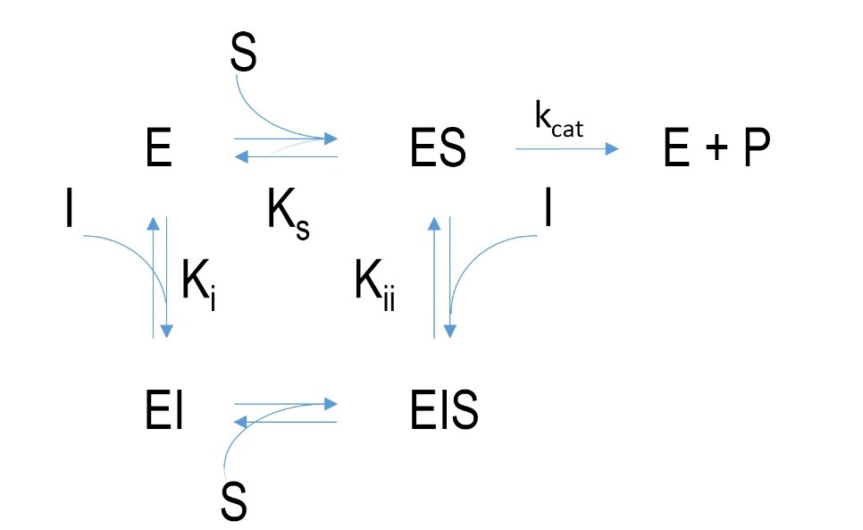 Schematic mechanism of a non-competitive inhibition.