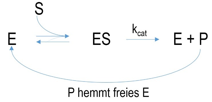 Schematic mechanism of a feedback inhibition.