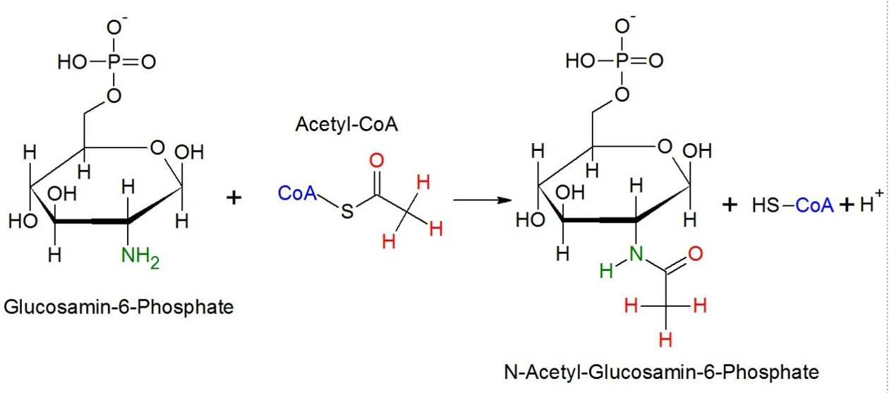 Acetylierung  am Beispiel von Glucosamin-6-Phosphate