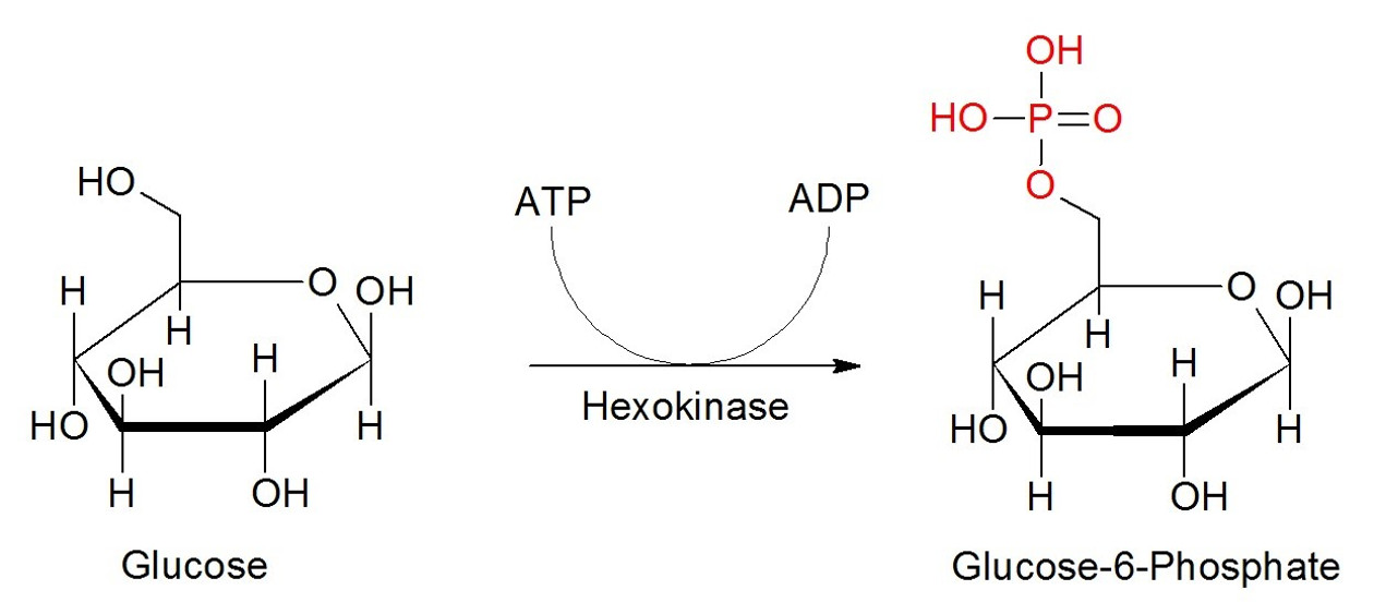 Phosphorylierung am Beispiel von Glucose