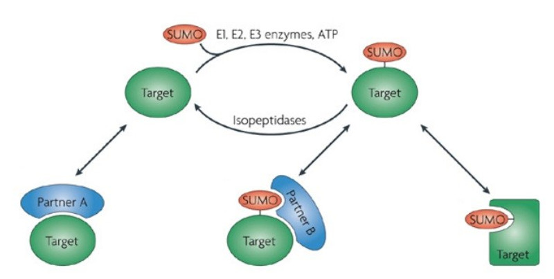 SUMOylation