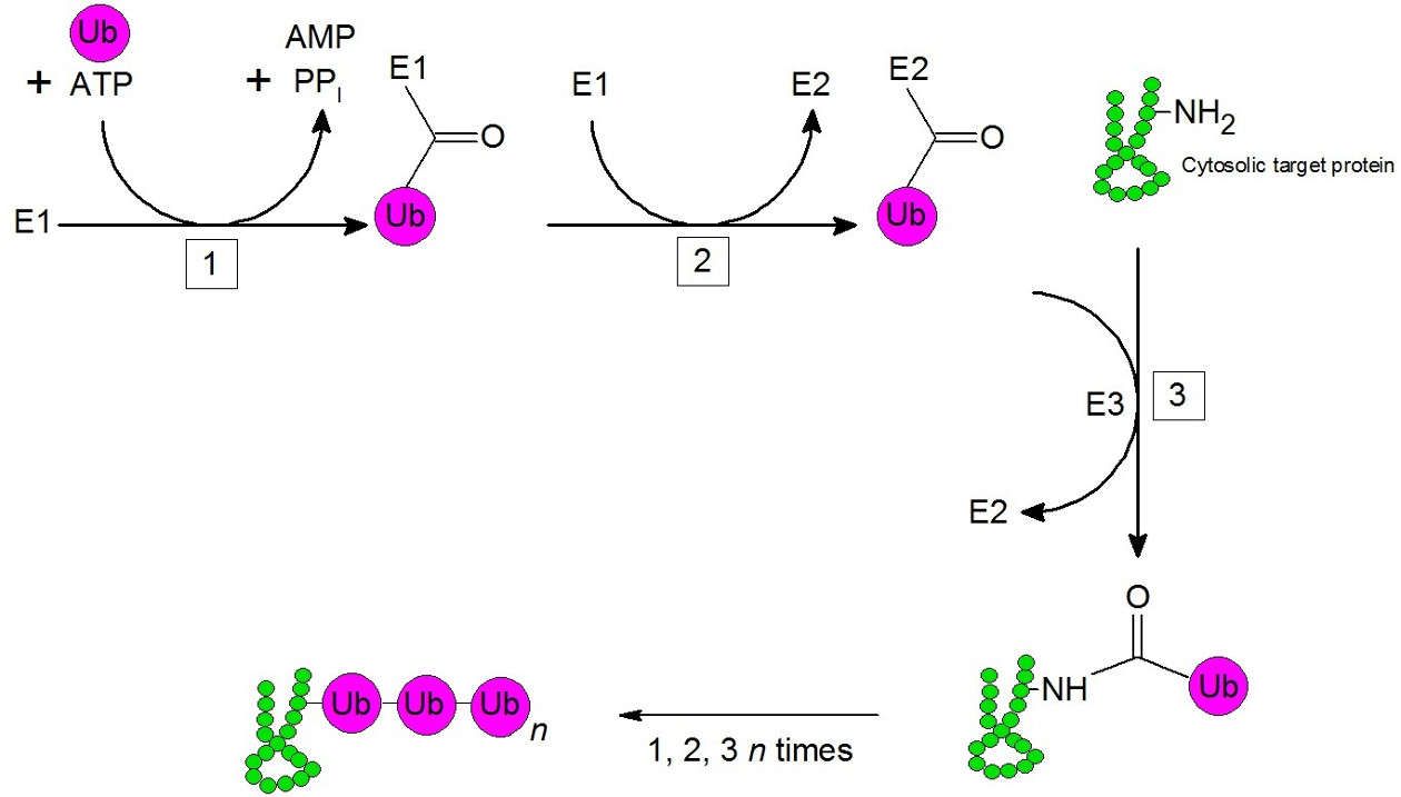 Ubiquitinylation; Example – cytosolic protein