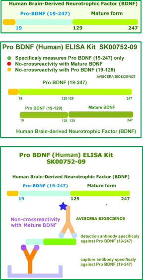 Schematische Darstellung eines ELISA-Kits zur Detektion von Pro BDNF