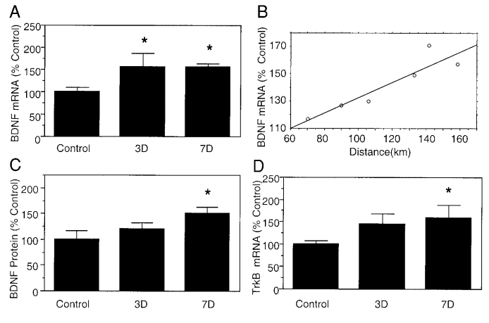 Influence of disstress BDNF concentration in the brain.