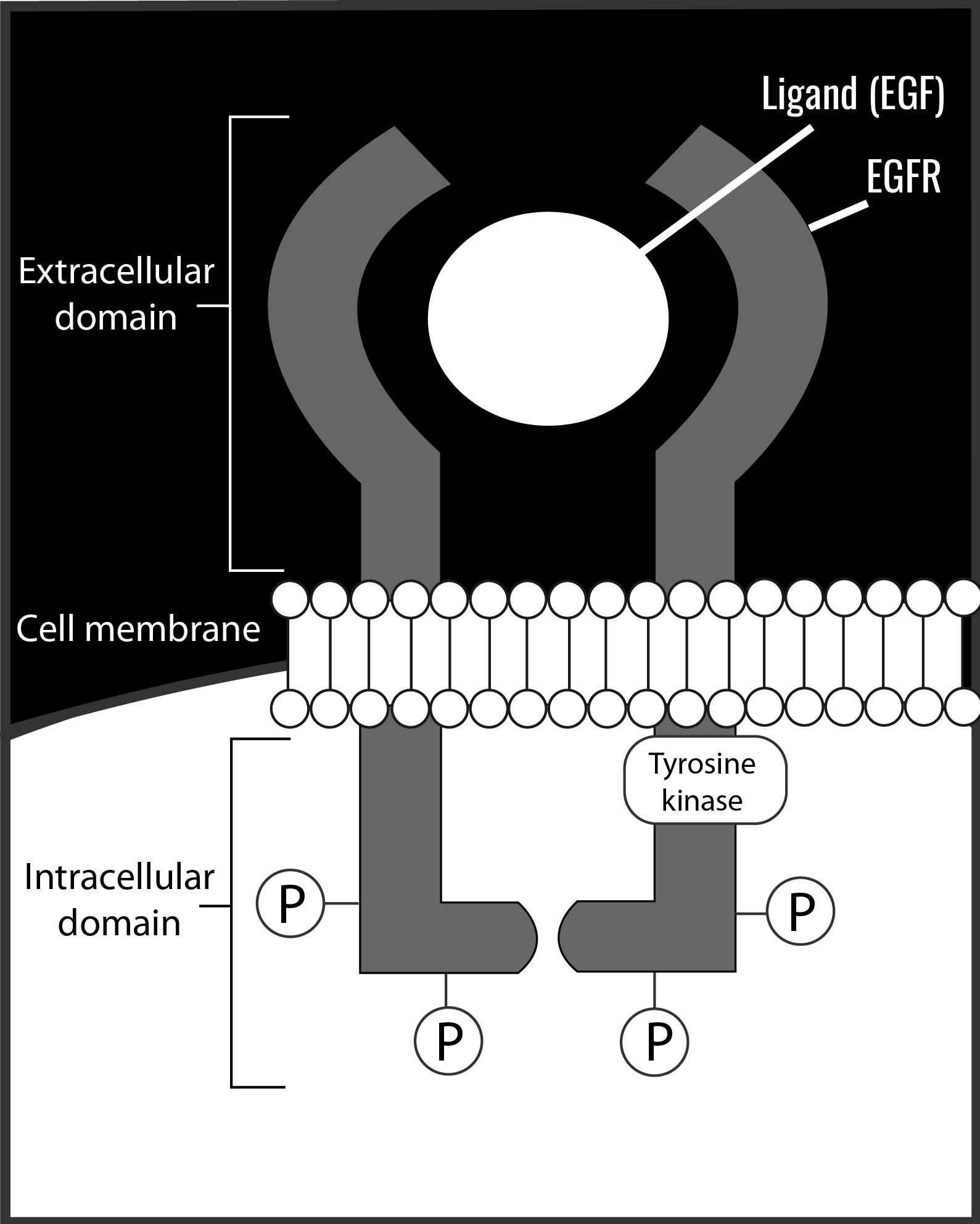 Epidermaler Wachstumsfaktor-Rezeptor (EGFR) 