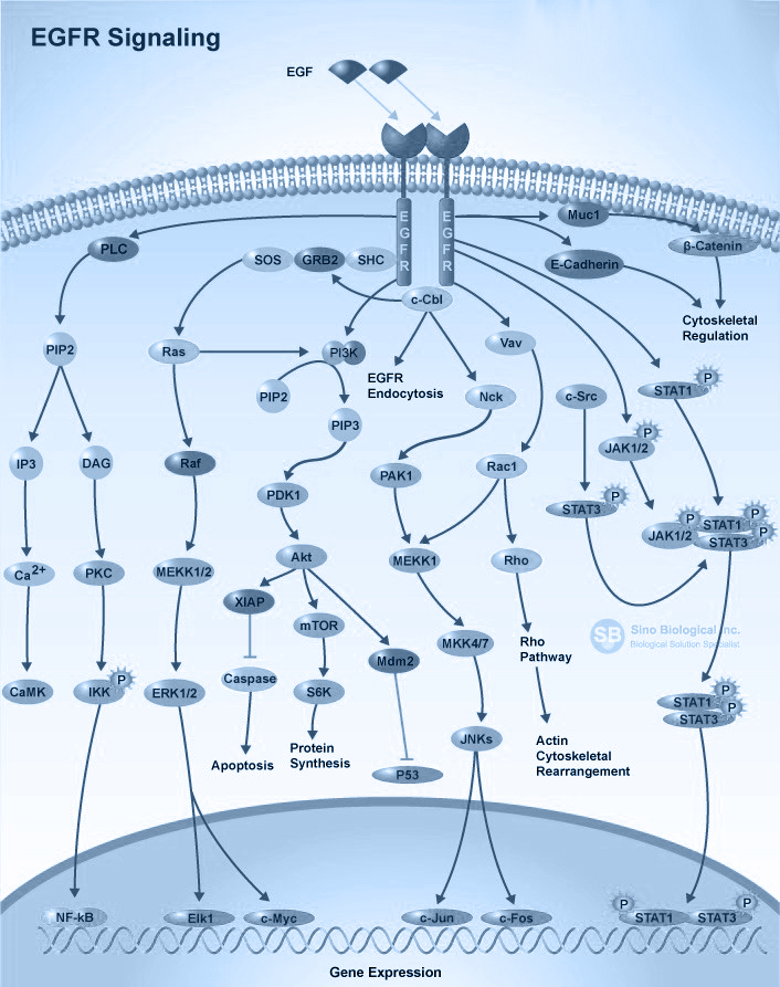 epidermal growth factor (EGF) - pathway