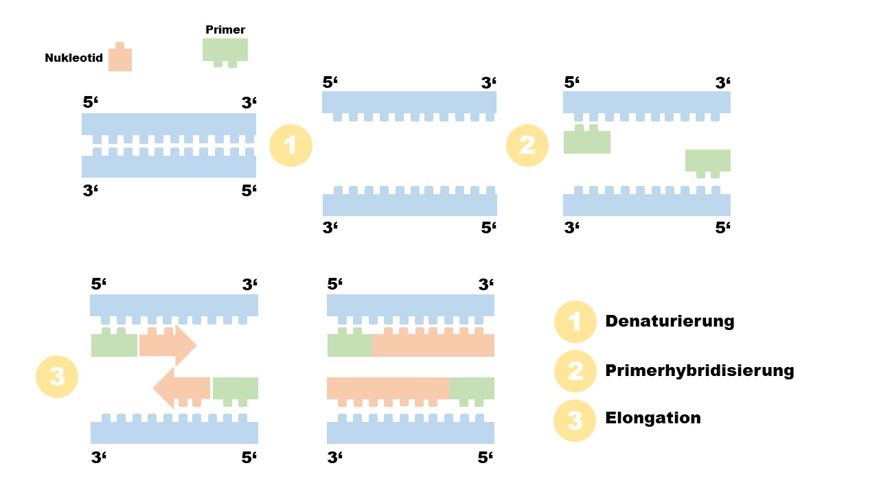 PCR Diagramm, PCR Schaubild